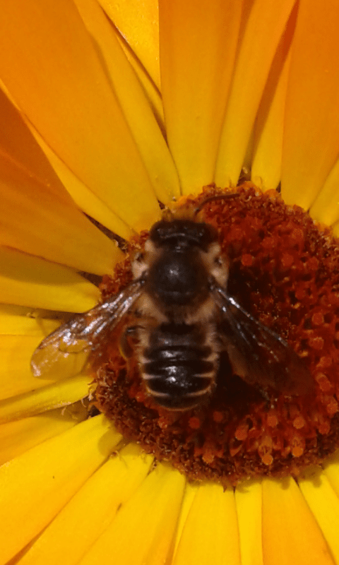 Apidae Megachilinae ; Megachile sp.?